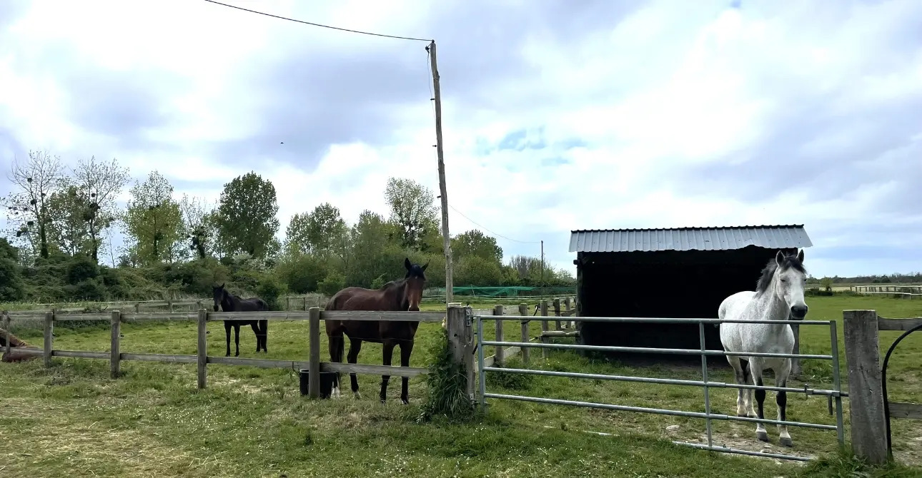 Photos 10 - Équestre - RARE  AU NORD DE L’ILLE ET VILAINE PROPRIETE EQUESTRE SUR 10 HECTARES.