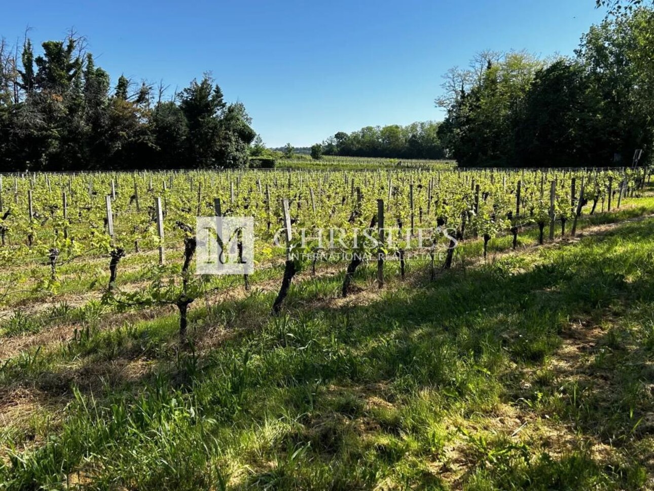 Photos 25 - Vineyard - Bordeaux family vineyard estate for sale with a spacious vineyard, charming residence, gîte and farm