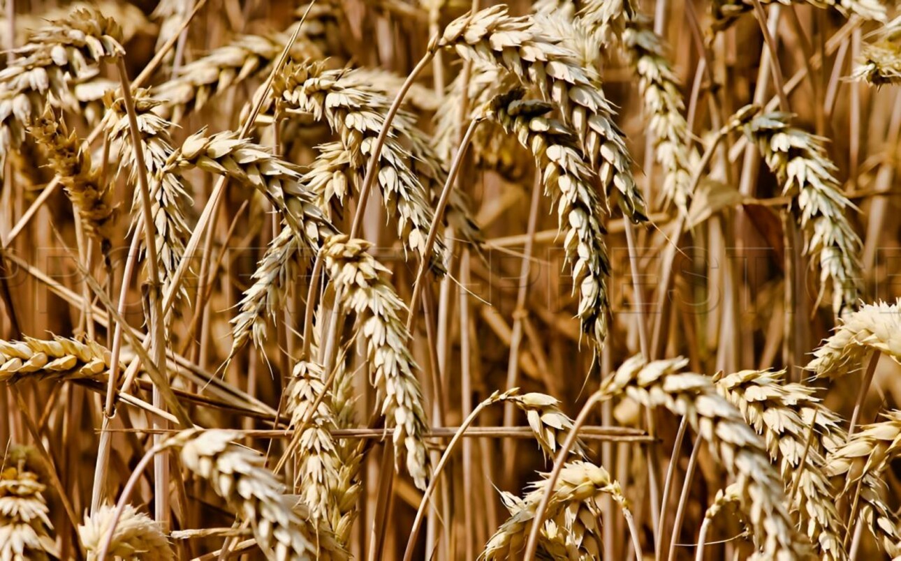 Photos 2 - Agricole - YONNE EXPLOITATION AGRICOLE 276 HA