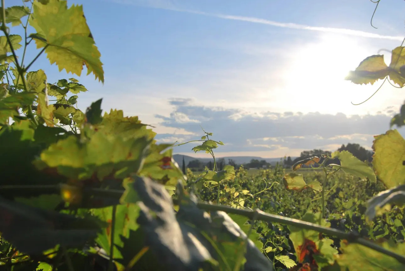 Photos 1 - Viticole - À Vendre : Domaine viticole exceptionnel en appellation Saint-Émilion Grand Cru