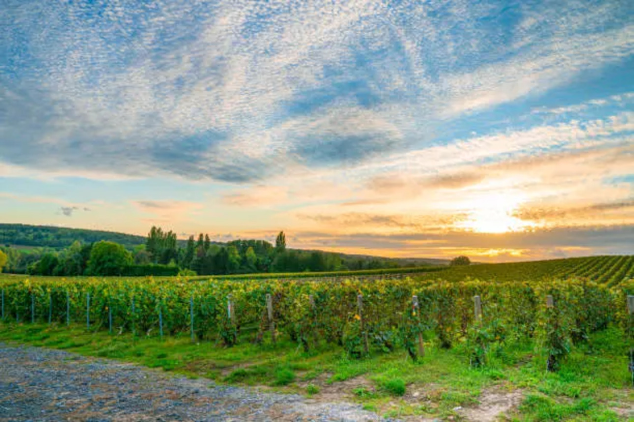 Photos 1 - Prestigious - BORDEAUX WINE PROPERTY CHÂTEAU XVI-XVIIth