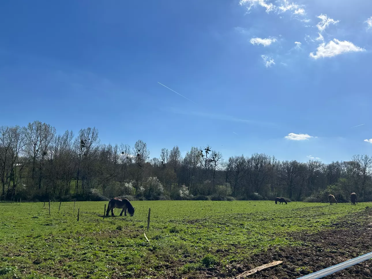 Photos 3 - Equestrian - Domaine équestre sur 3 ha