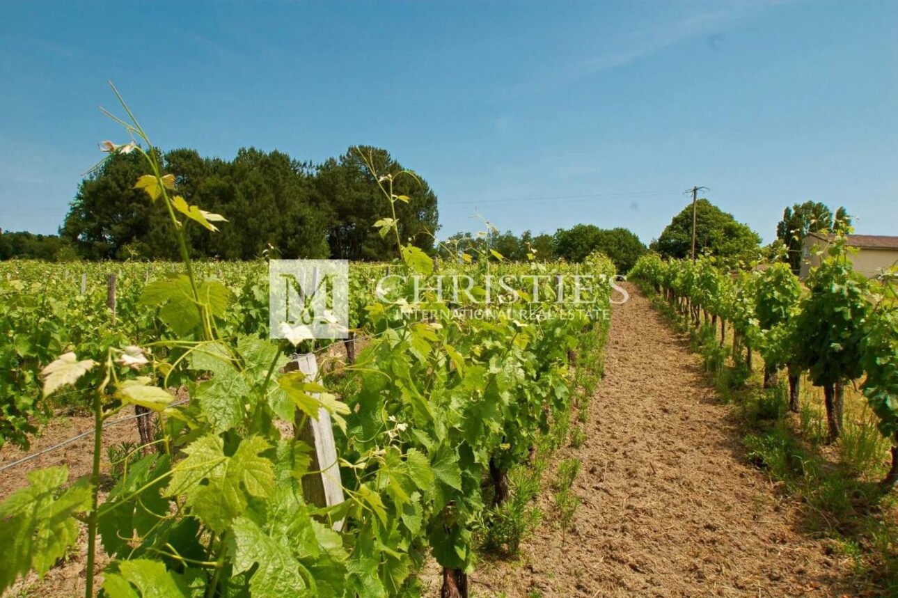 Photos 3 - Vineyard - Lovely 3-hectare hobby vineyard - 1.75 ha of vines in AOC Côtes de Bordeaux