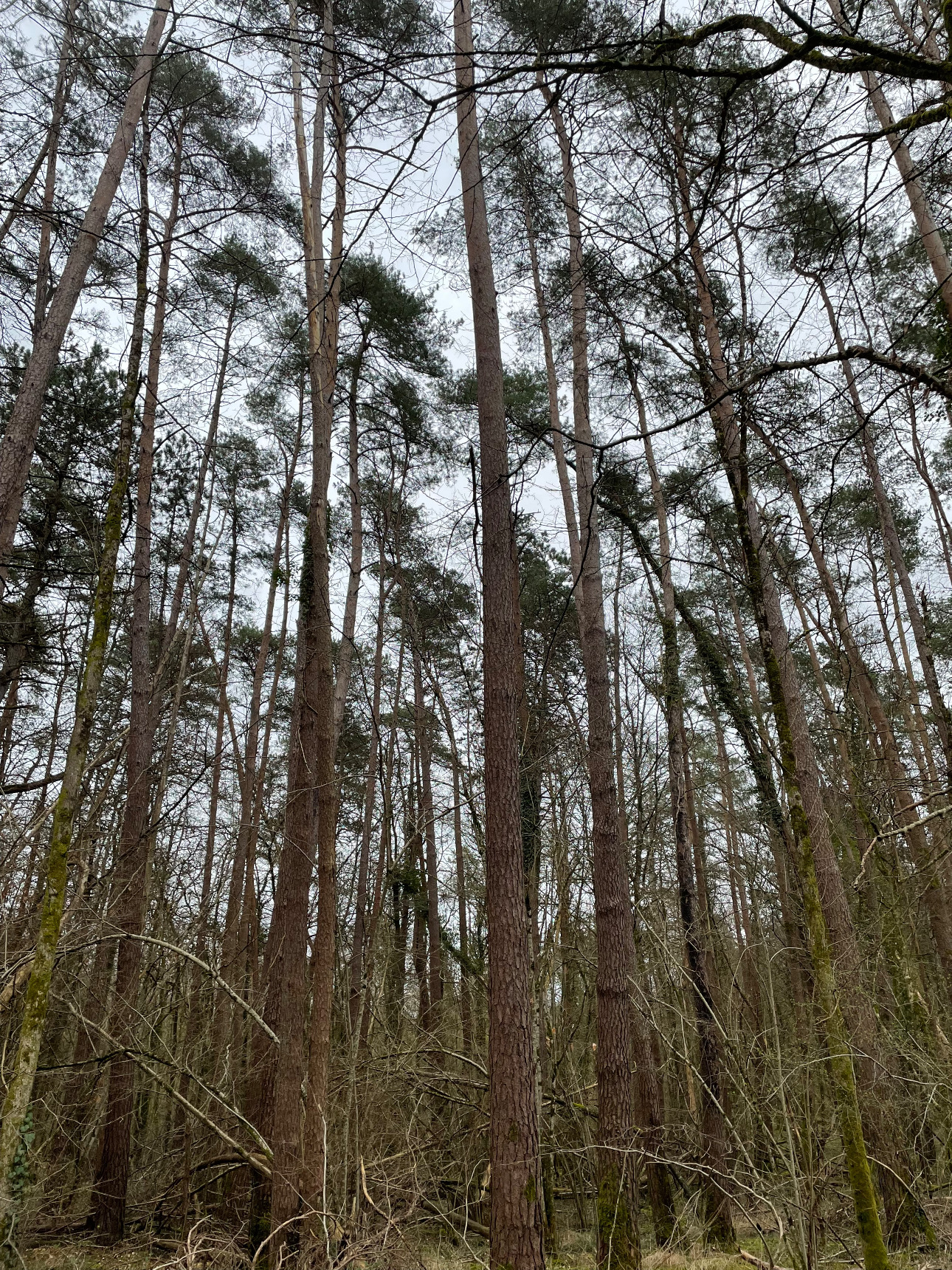 Photos 1 - Forestière - Foret feuillus-résineuse de 16 ha dans l’Aube