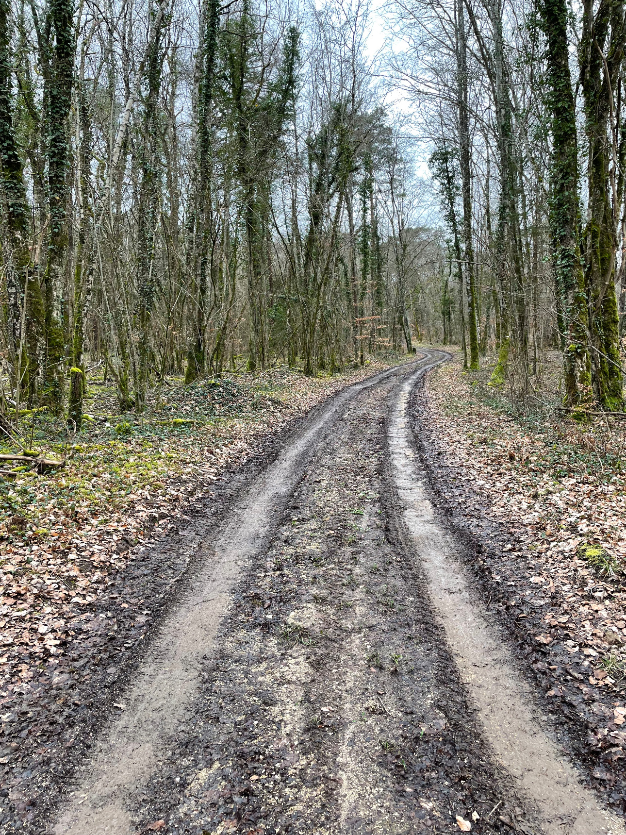 Photos 2 - Forest - Foret feuillus-résineuse de 16 ha dans l’Aube