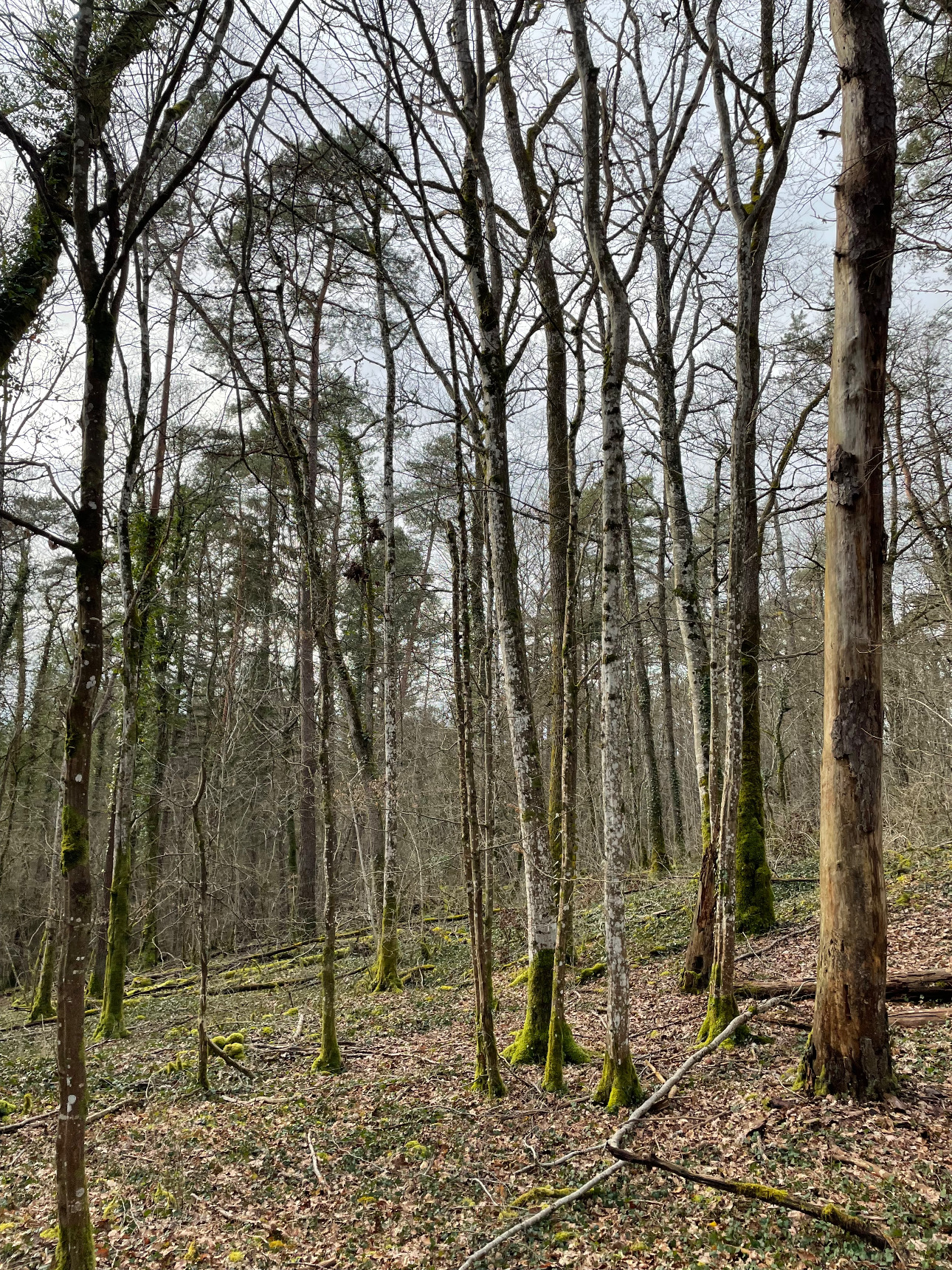 Photos 3 - Forest - Foret feuillus-résineuse de 16 ha dans l’Aube