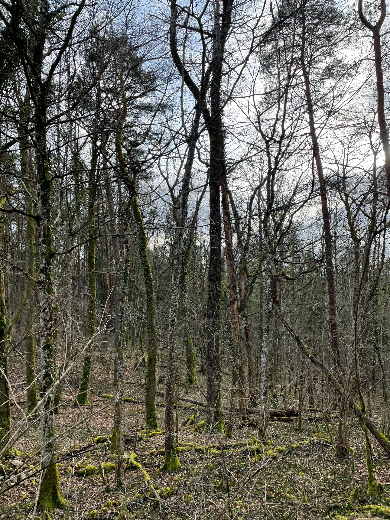 Photos 4 - Forest - Foret feuillus-résineuse de 16 ha dans l’Aube