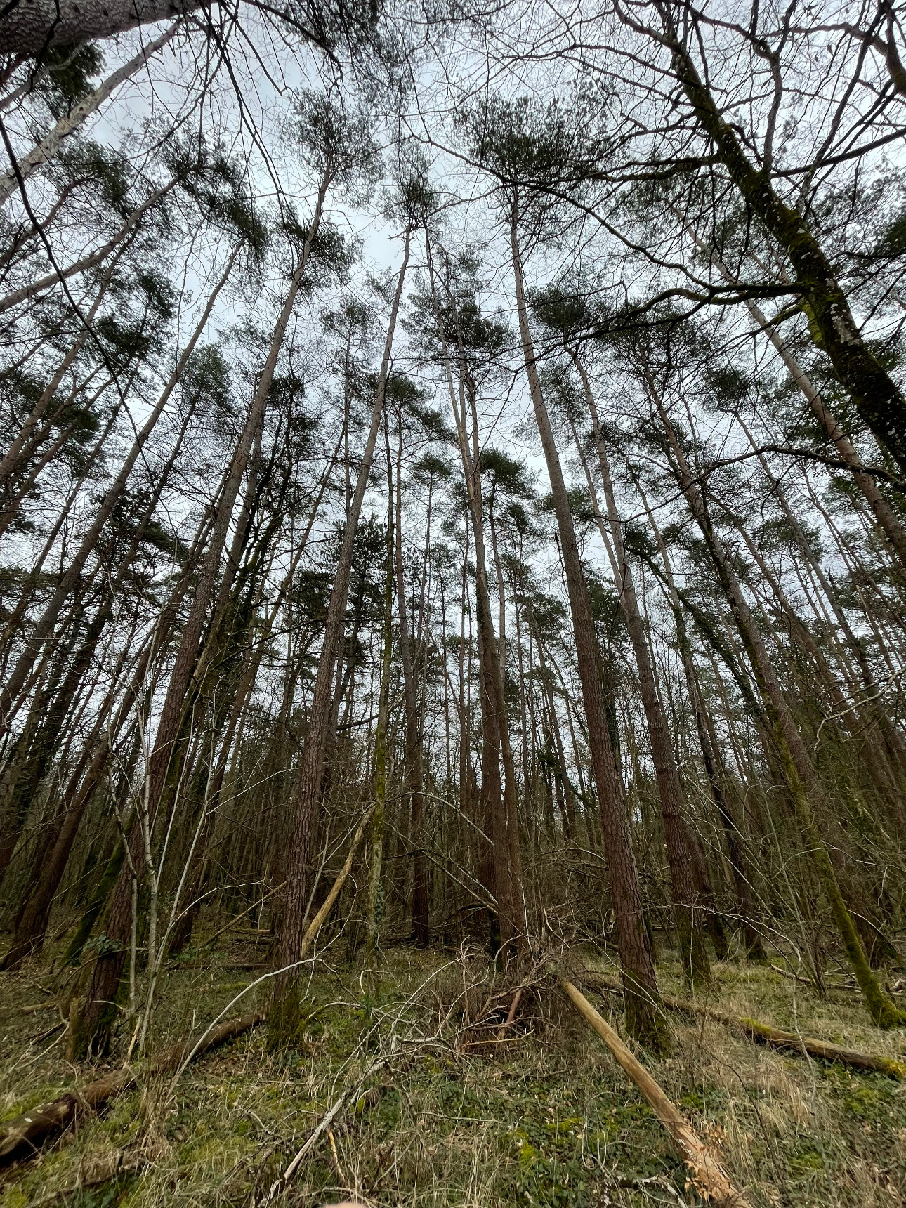 Photos 5 - Forest - Foret feuillus-résineuse de 16 ha dans l’Aube