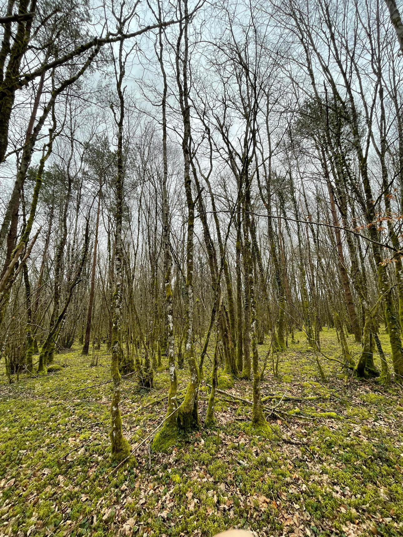 Photos 6 - Forestière - Foret feuillus-résineuse de 16 ha dans l’Aube