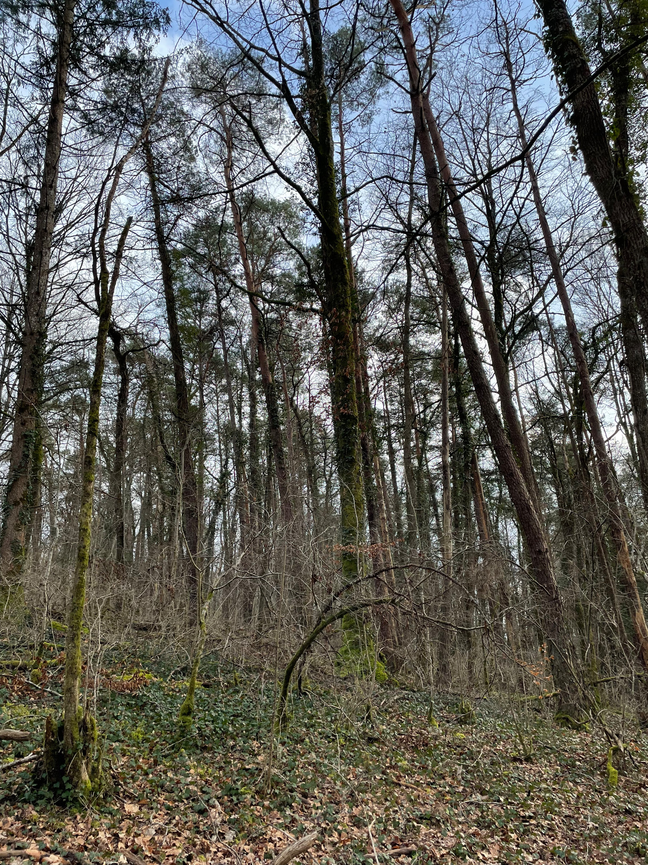 Photos 7 - Forestière - Foret feuillus-résineuse de 16 ha dans l’Aube