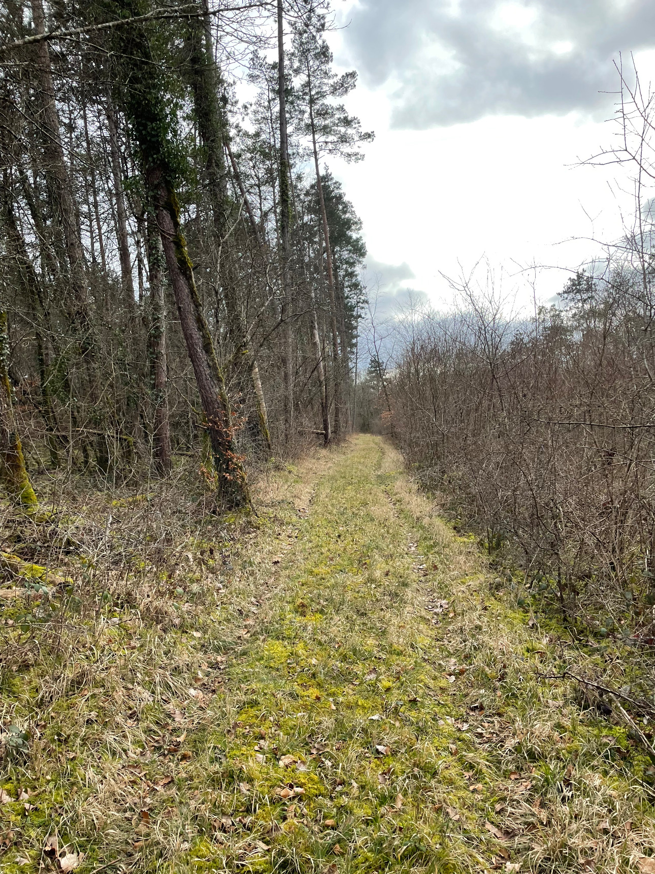 Photos 8 - Forestière - Foret feuillus-résineuse de 16 ha dans l’Aube