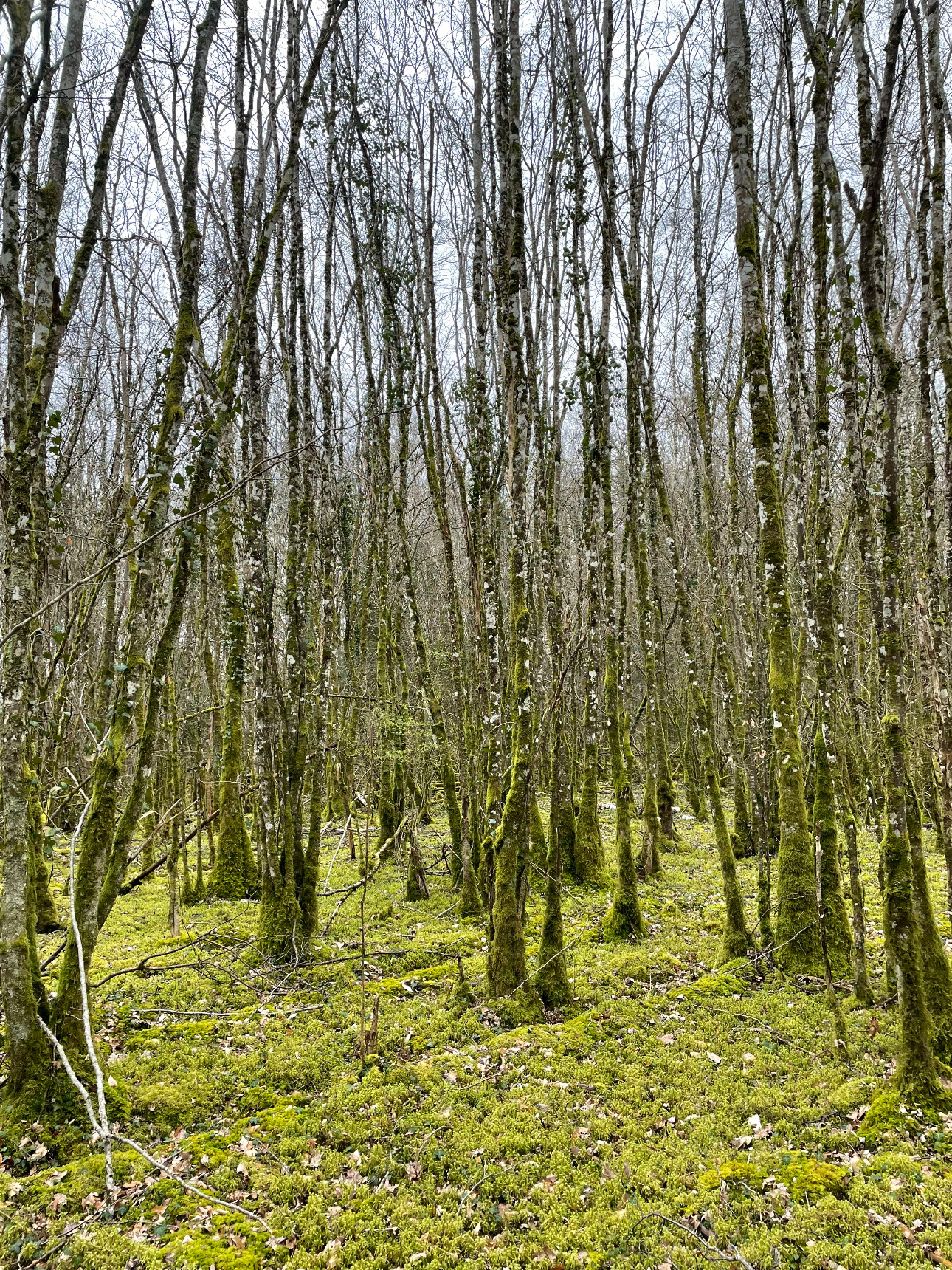 Photos 9 - Forestière - Foret feuillus-résineuse de 16 ha dans l’Aube