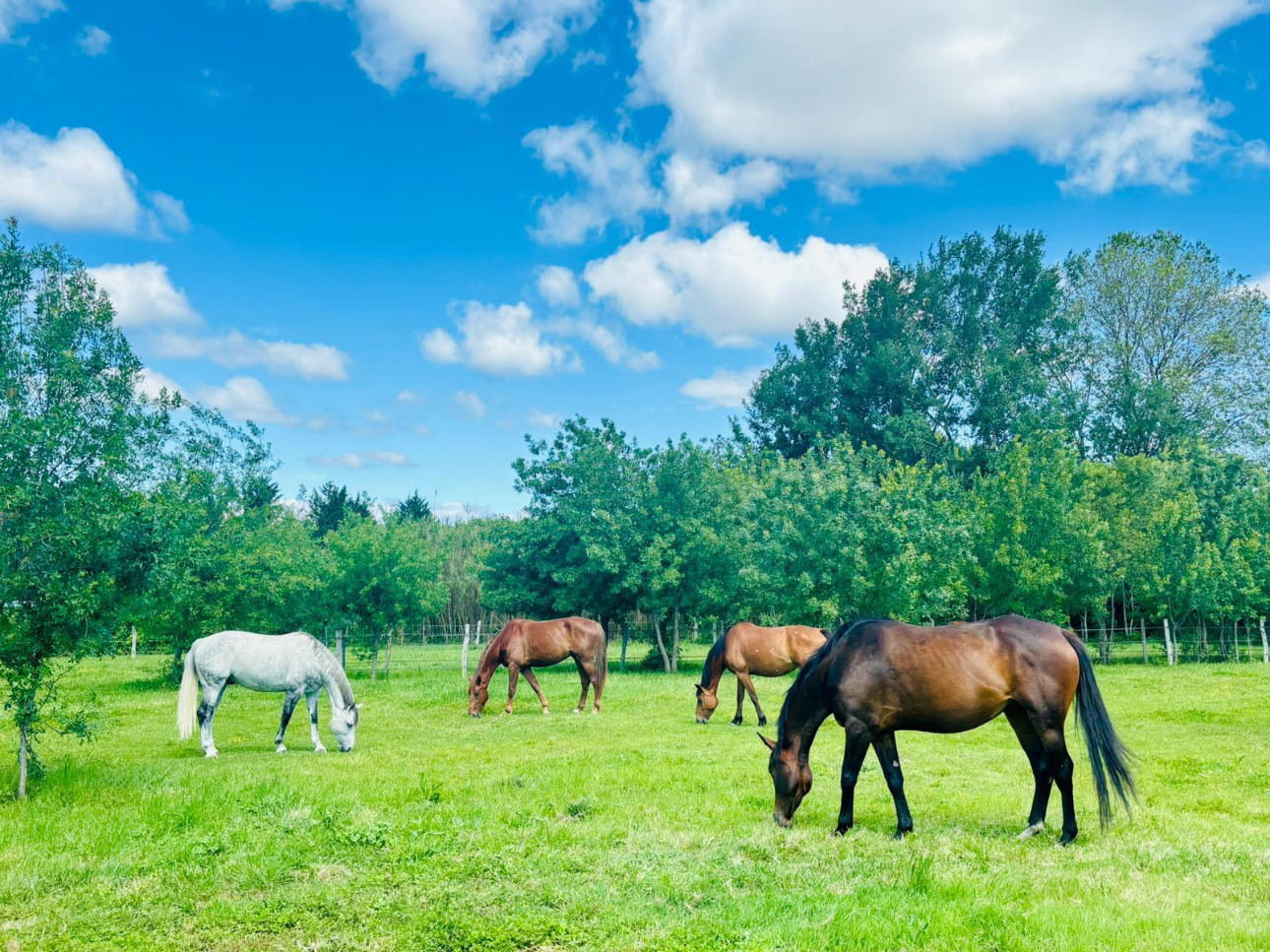 Photos 1 - Équestre - Domaine équestre sur plus de 6 hectares, proximité de toutes commodités