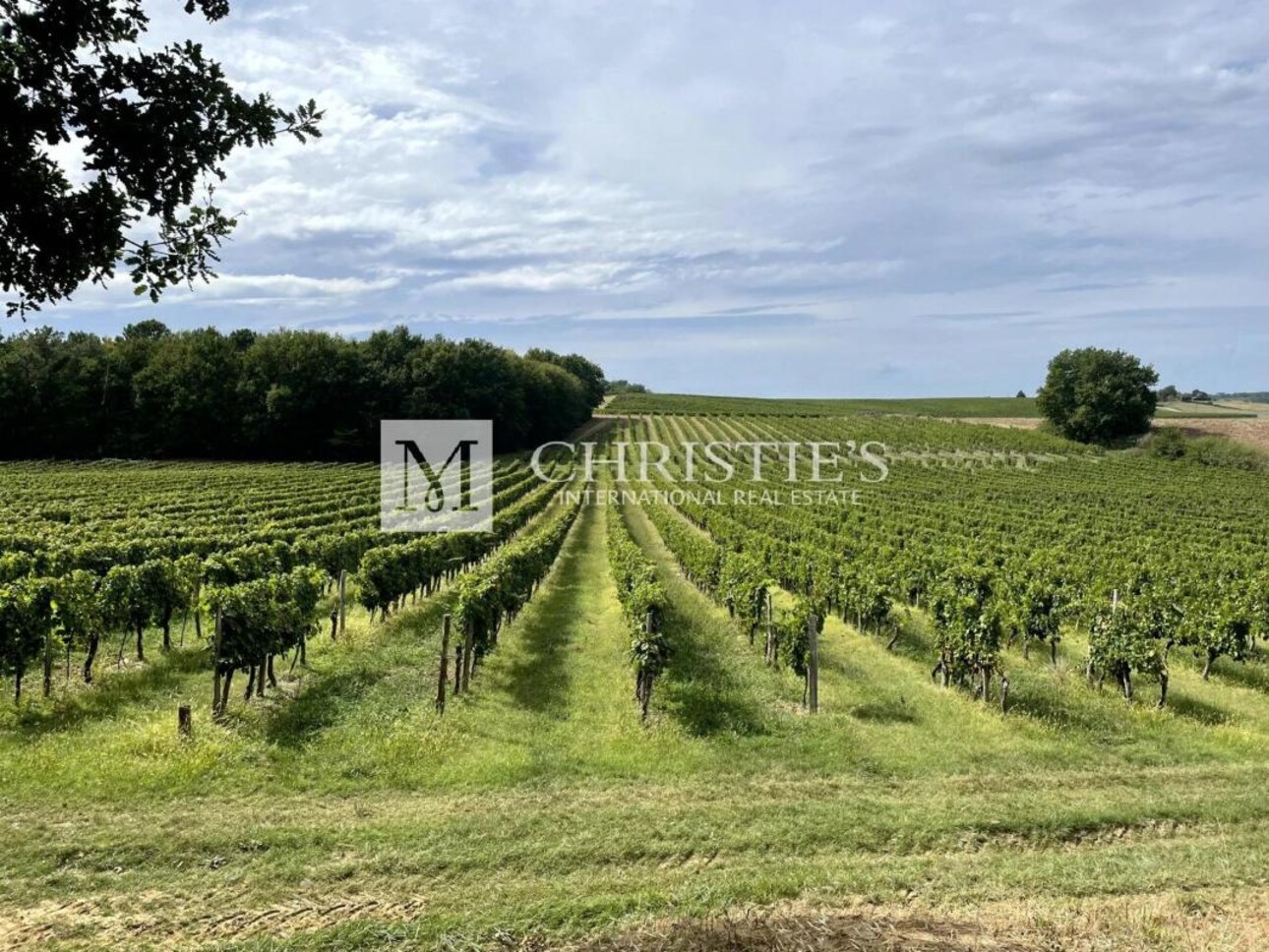 Photos 1 - Vineyard - For sale at Duras, Renowned vineyard estate