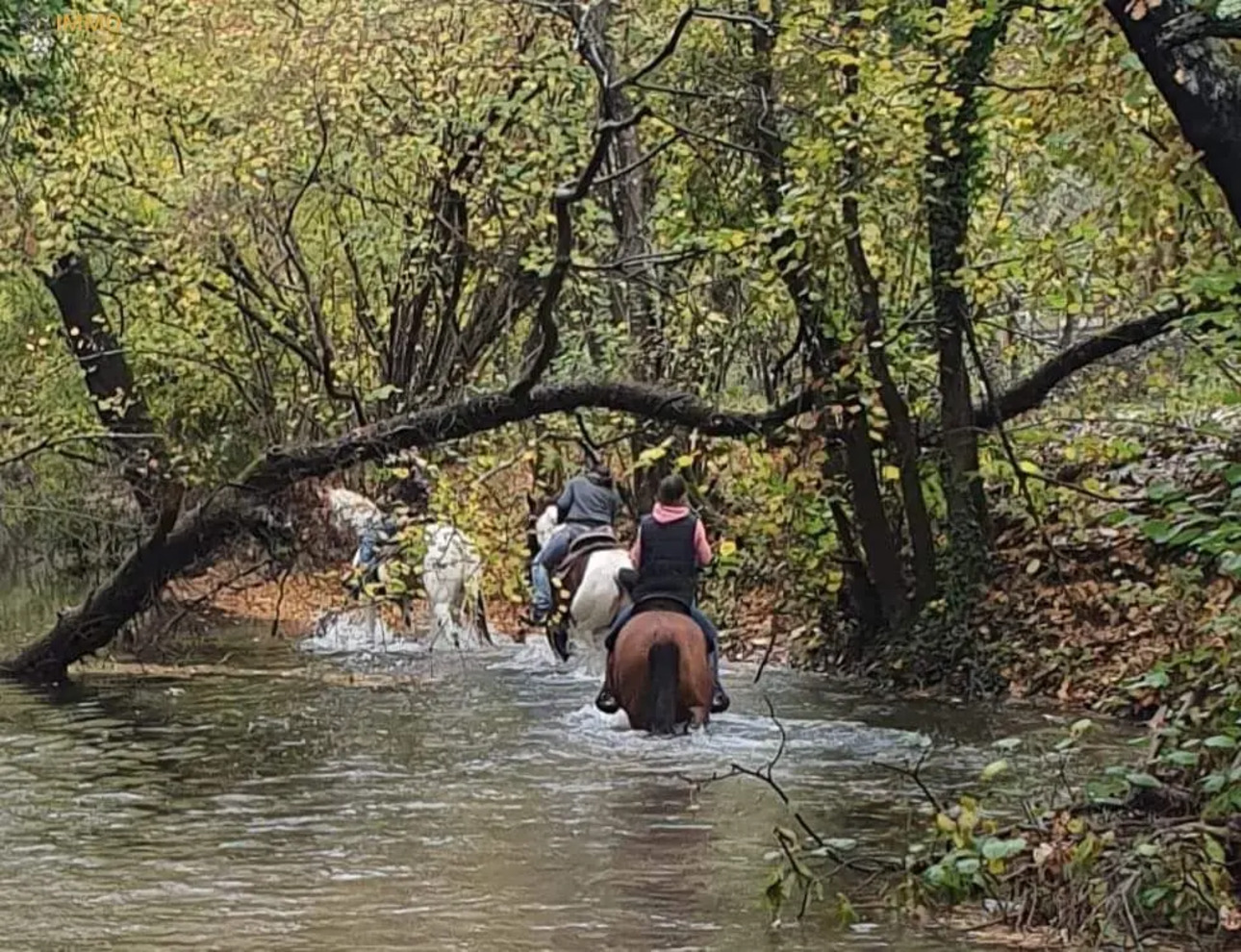 Photos 14 - Equestrian - VAR - REGION OF SAINT MAXIMIN EQUESTRIAN PROPERTY - INDEPENDENT HOUSE - EVENING - CAREER