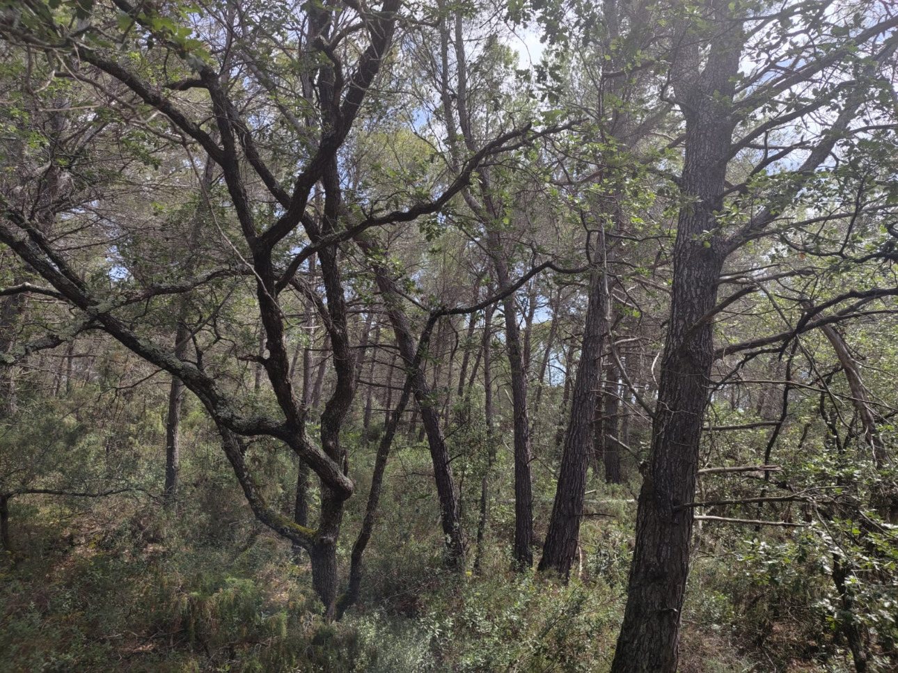 Photos 1 - Forestière - Propriété de 13,8 hectares à vendre dans l’Aude