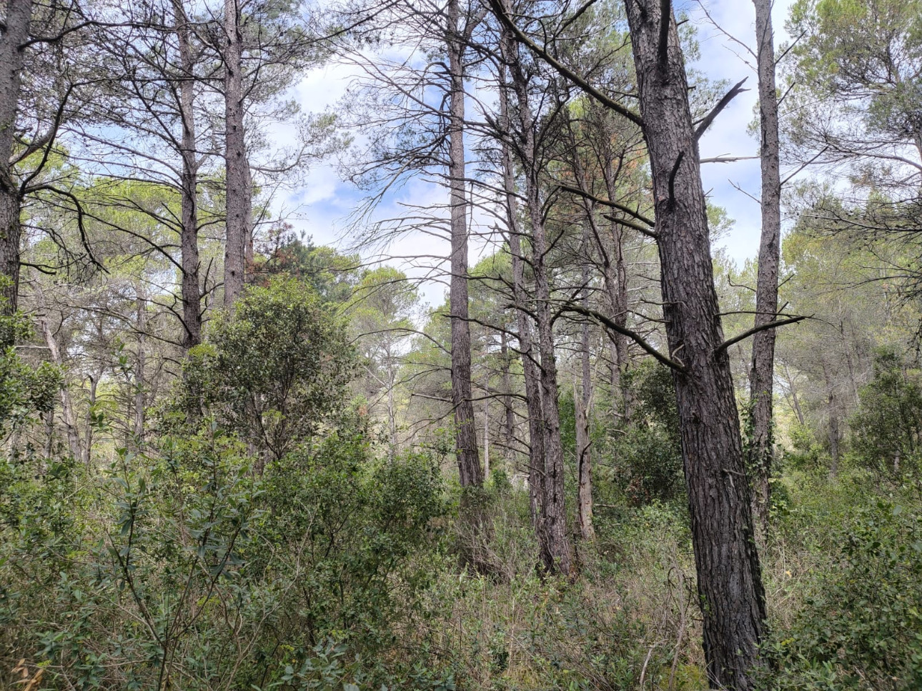 Photos 2 - Forest - Propriété de 13,8 hectares à vendre dans l’Aude