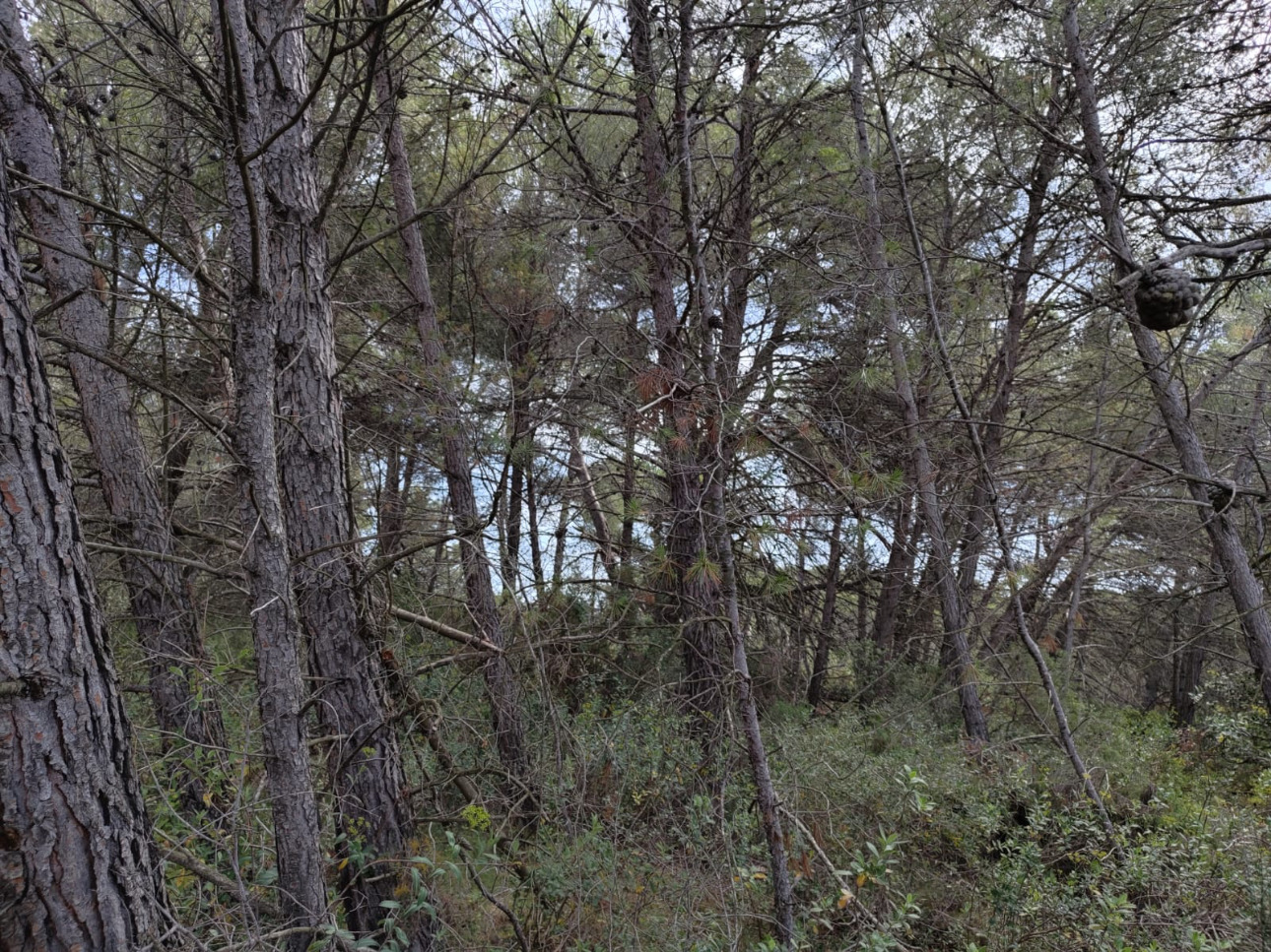 Photos 5 - Forestière - Propriété de 13,8 hectares à vendre dans l’Aude