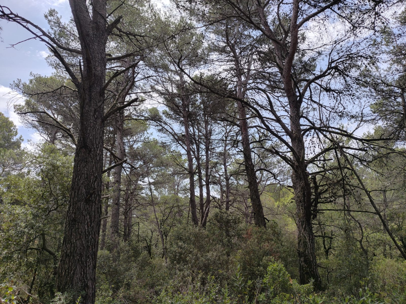 Photos 6 - Forest - Propriété de 13,8 hectares à vendre dans l’Aude