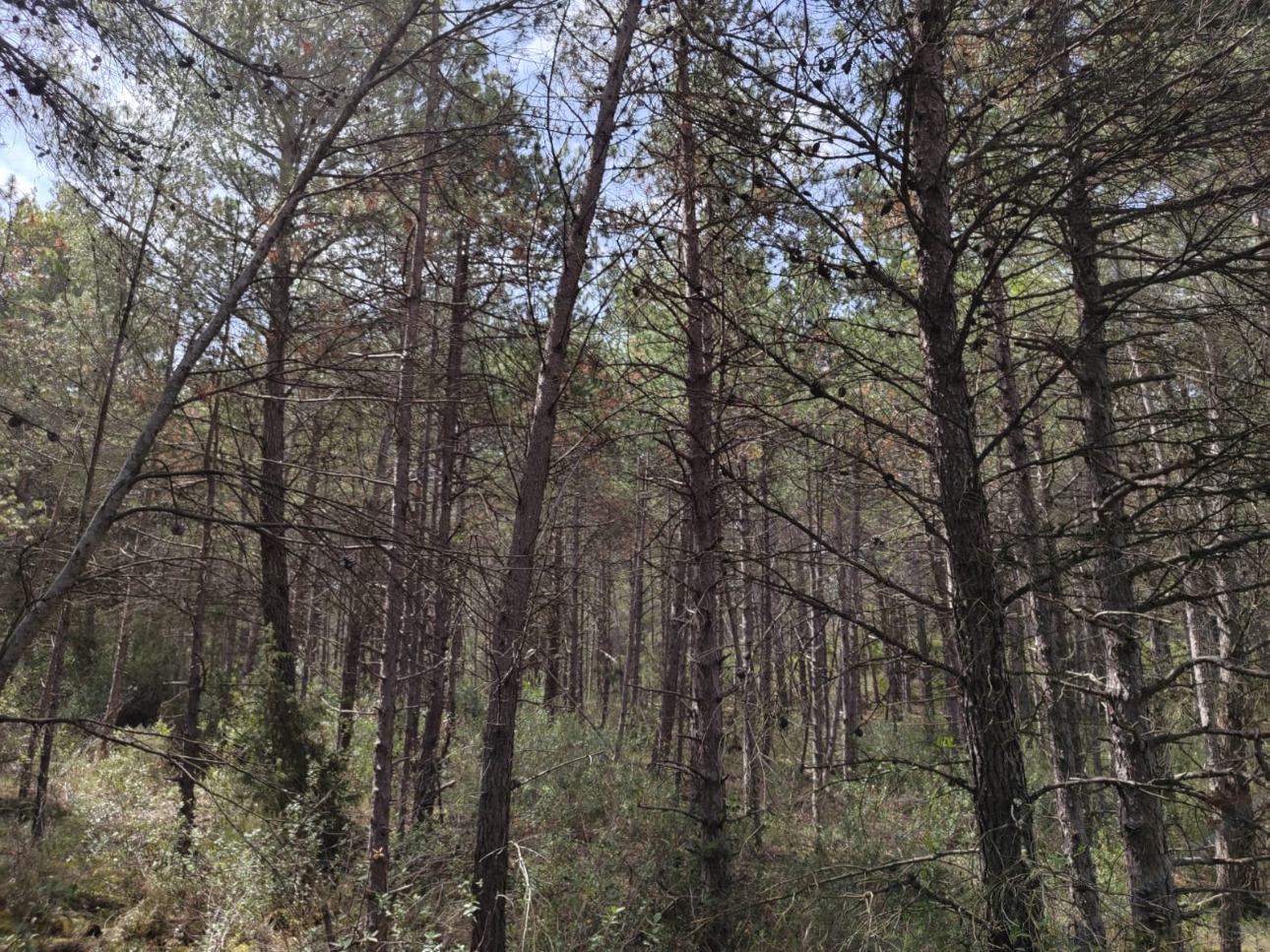 Photos 7 - Forest - Propriété de 13,8 hectares à vendre dans l’Aude