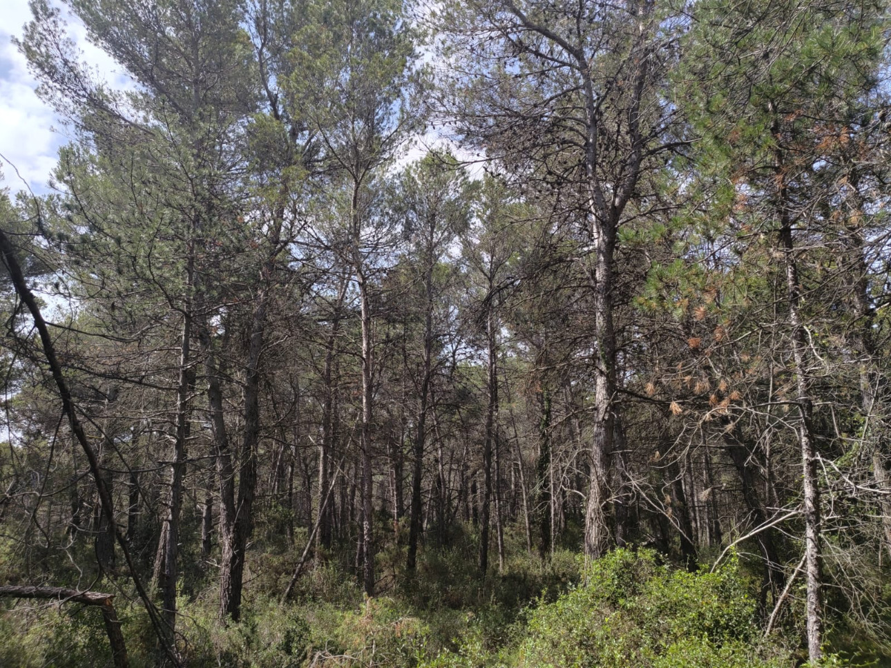 Photos 8 - Forestière - Propriété de 13,8 hectares à vendre dans l’Aude