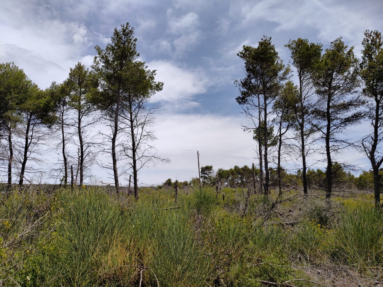 Photos 9 - Forest - Propriété de 13,8 hectares à vendre dans l’Aude