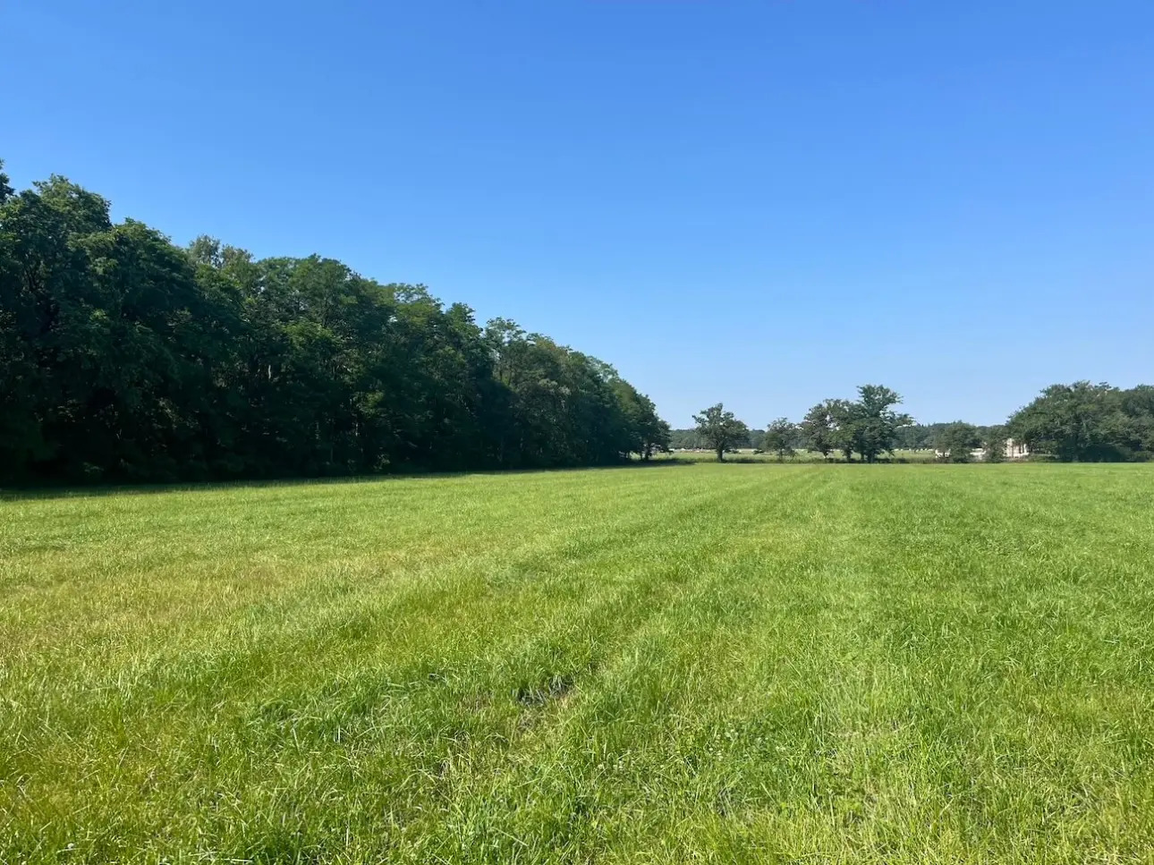 Photos 1 - Forest - Propriété agricole et forestière en Sologne