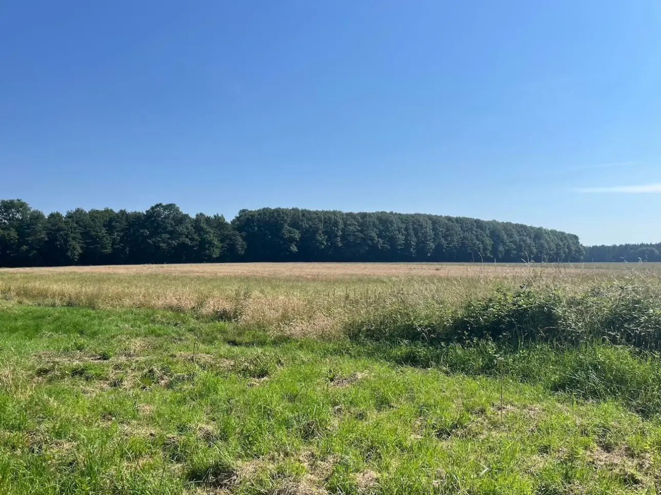 Photos 2 - Forest - Propriété agricole et forestière en Sologne