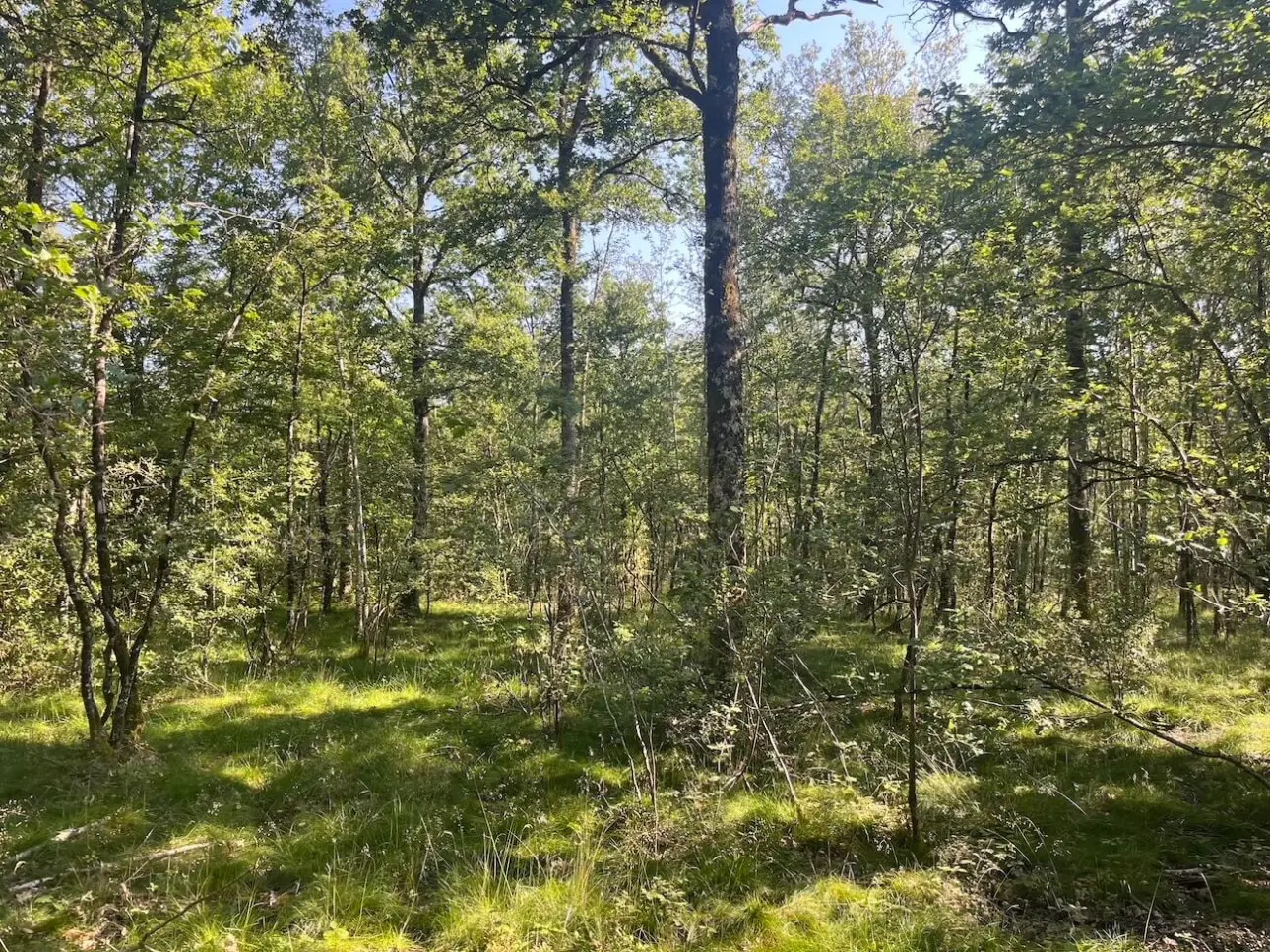 Photos 3 - Forest - Propriété agricole et forestière en Sologne