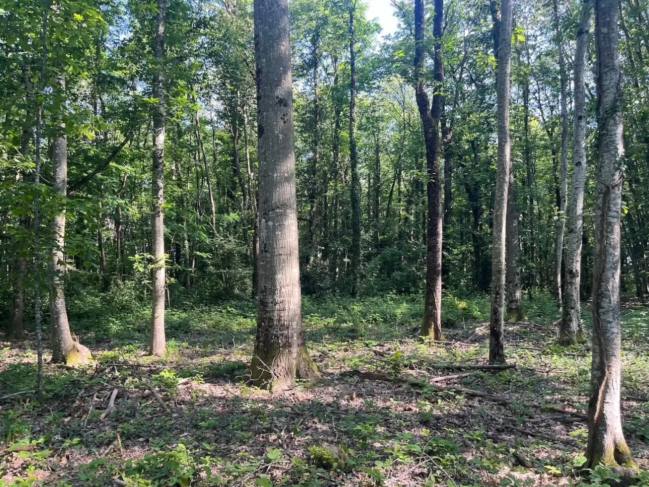 Photos 5 - Forest - Propriété agricole et forestière en Sologne