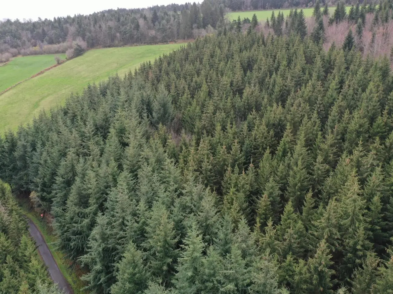 Photos 1 - Forestière - Forêt de production de résineux en Haute-Loire