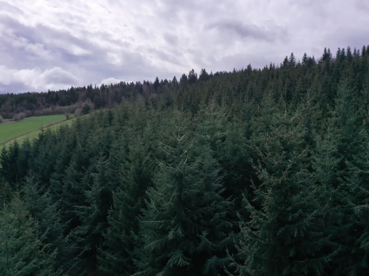 Photos 2 - Forestière - Forêt de production de résineux en Haute-Loire