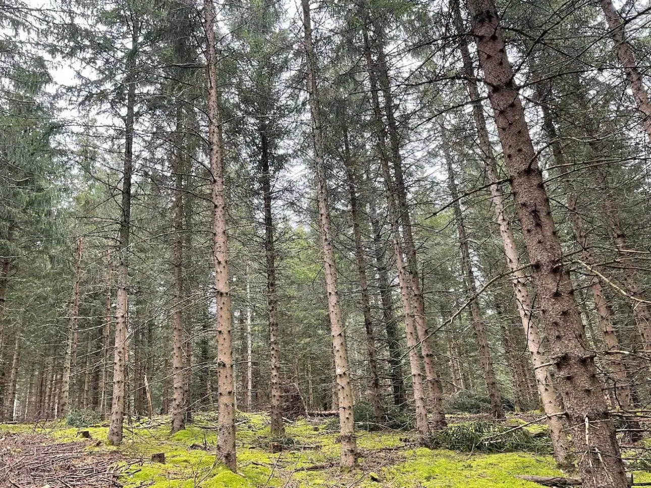 Photos 3 - Forestière - Forêt de production de résineux en Haute-Loire