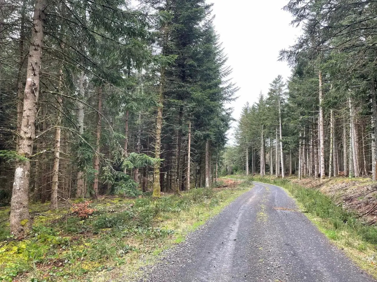 Photos 4 - Forestière - Forêt de production de résineux en Haute-Loire