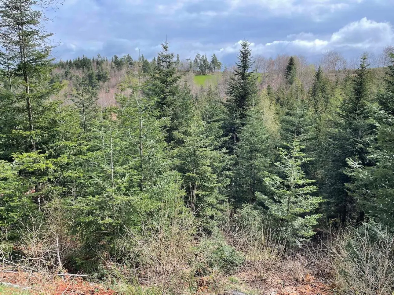 Photos 5 - Forestière - Forêt de production de résineux en Haute-Loire