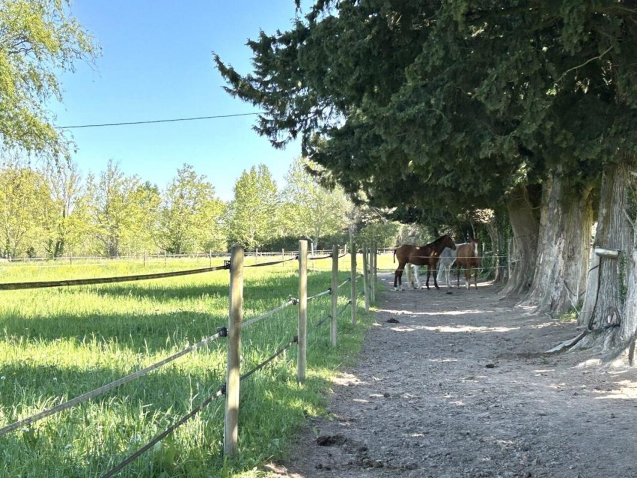 Photos 11 - Equestrian - Magnifique propriété équestre avec mas sur 5 hectares