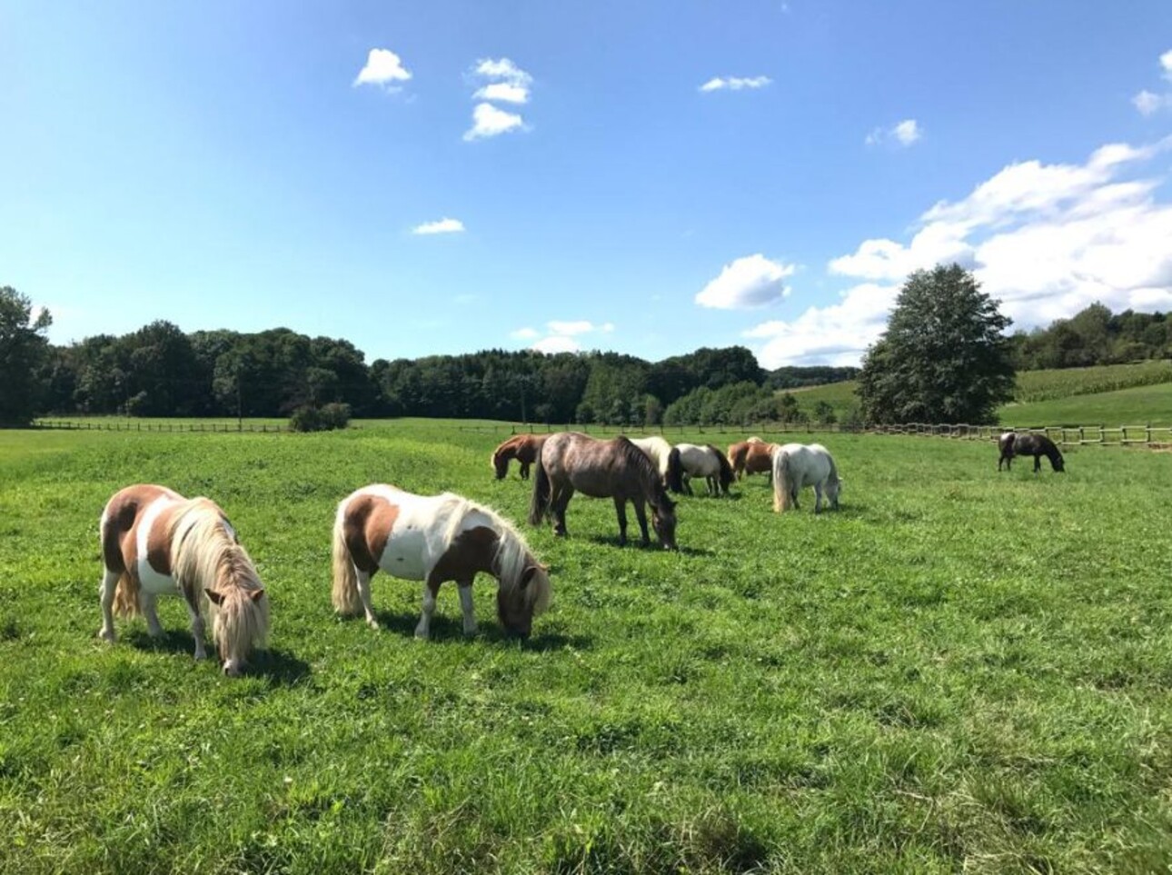 Photos 6 - Equestrian - Haras d'exception à vendre en Alsace, 10ha d'un tenant