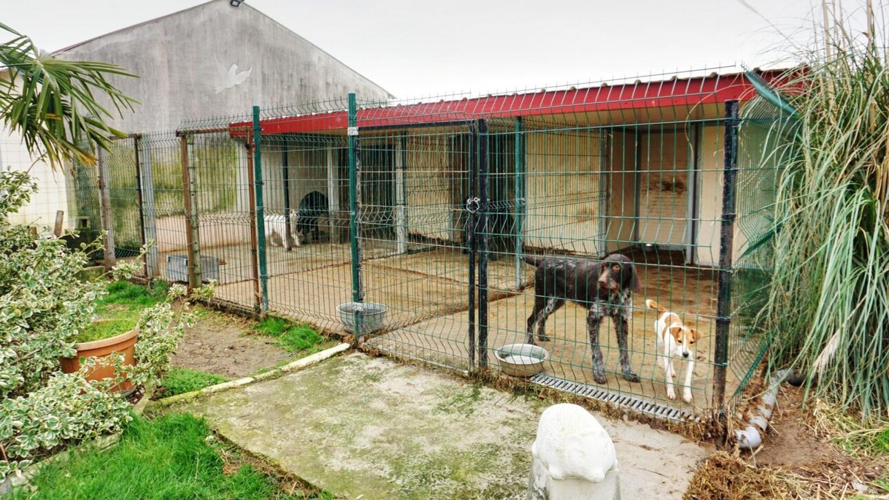 Photos 4 - Équestre - Propriété équestre avec habitation - Secteur Vendôme