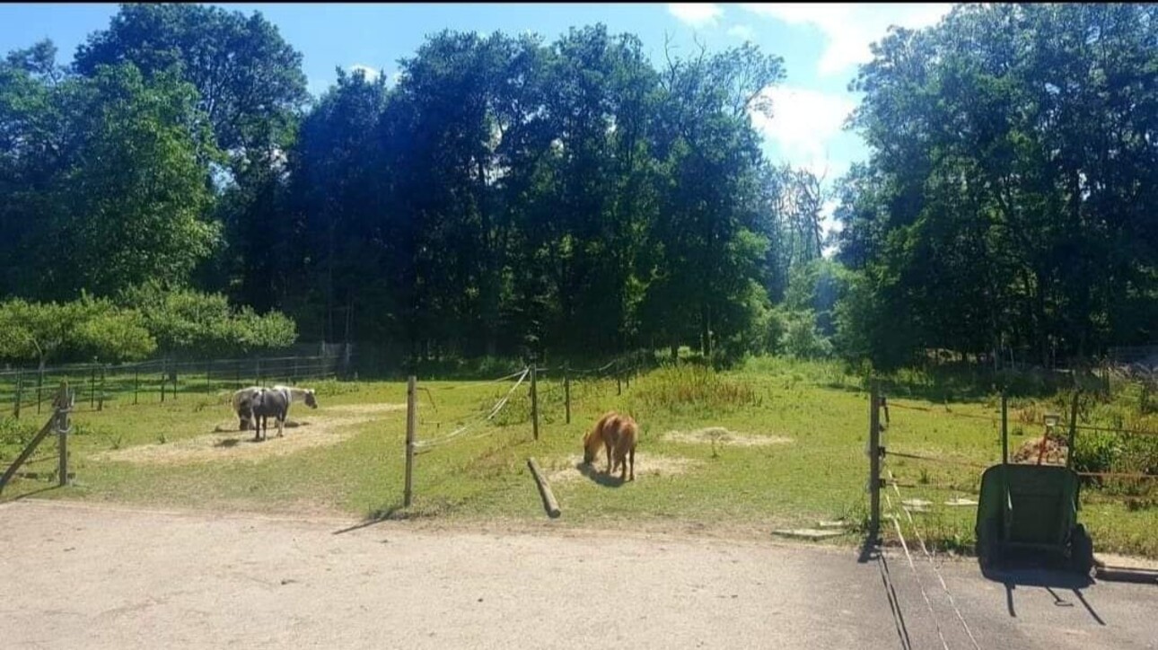 Photos 13 - Equestrian - Propriété équestre Haute Savoie