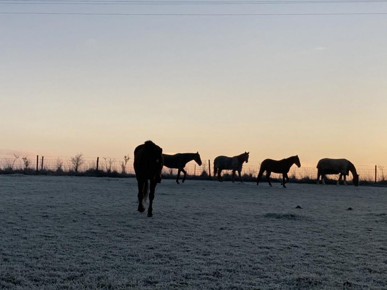 Photos 20 - Equestrian - Ferme équestre avec gîtes et chambres d'hôtes du 18ème