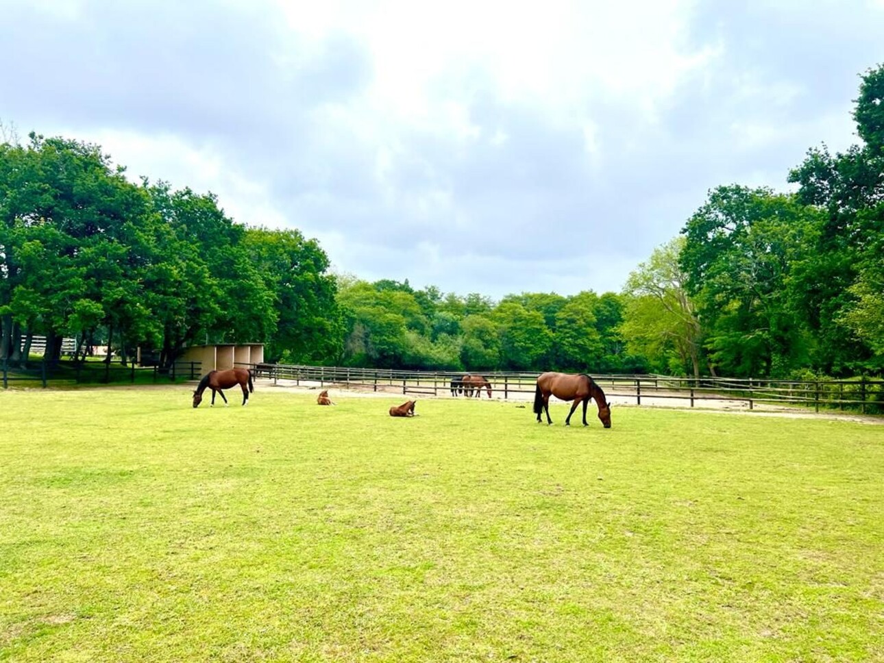 Photos 1 - Equestrian - Domaine Equestre à deux pas de la mer sur 3,3 Ha - Secteur Bi