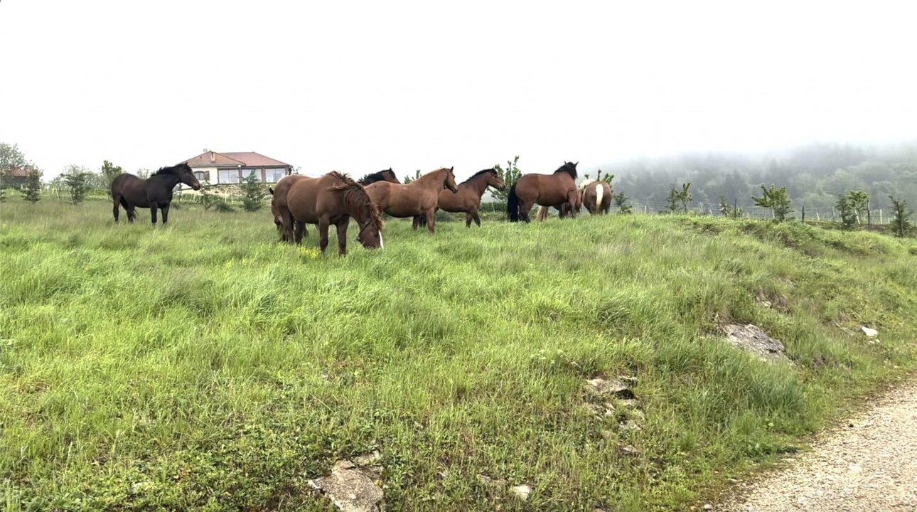 Photos 3 - Équestre - Propriété équestre sur 80Ha dans l'Ain! En exclusivité Eques