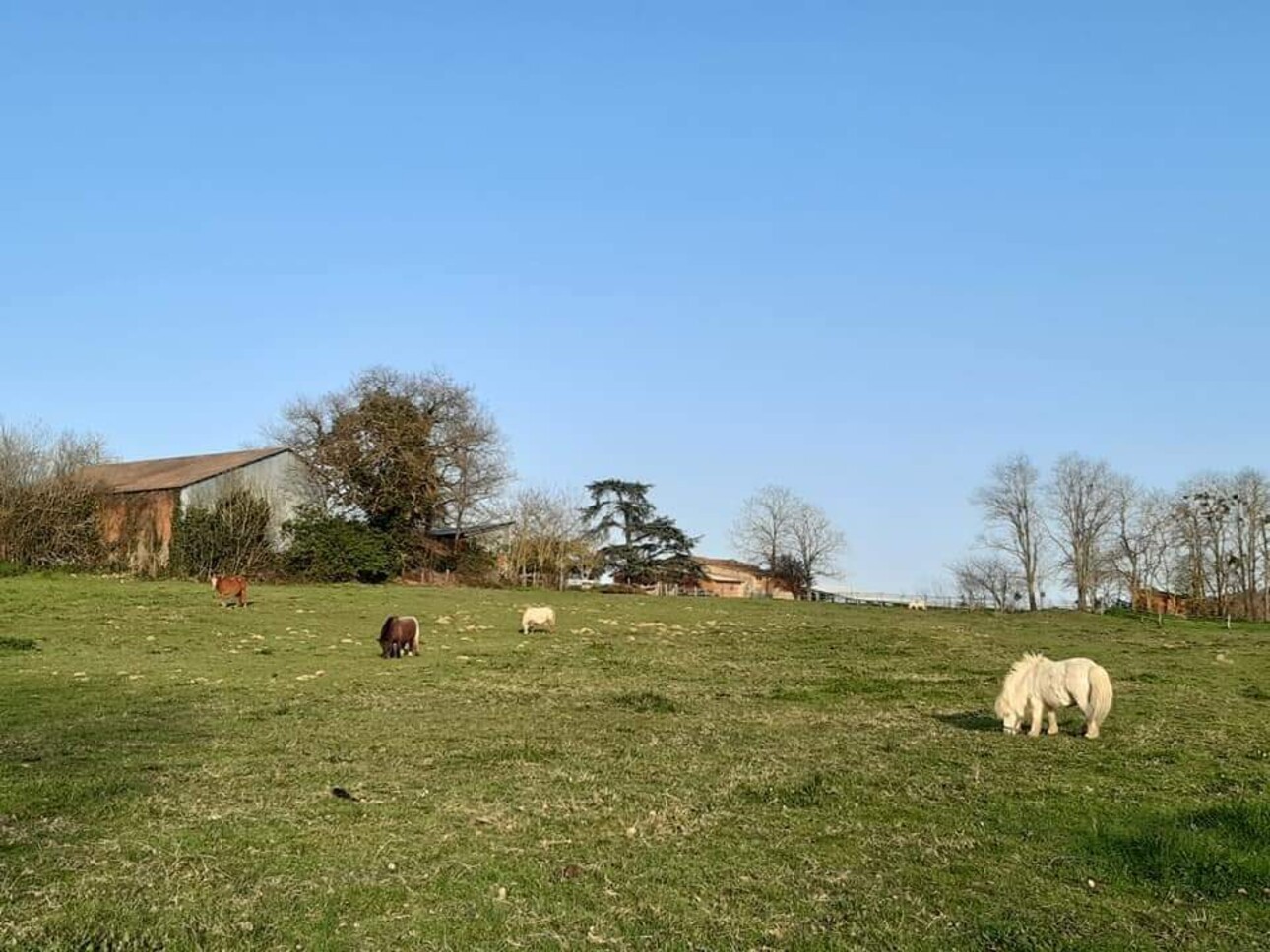 Photos 12 - Equestrian - Propriété équestre sur 8 ha dans le Tarn