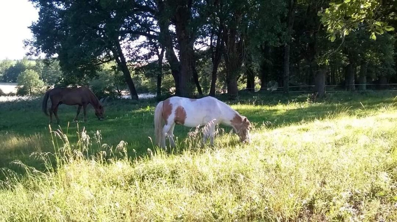 Photos 16 - Equestrian - Propriété équestre sur 8 ha dans le Tarn