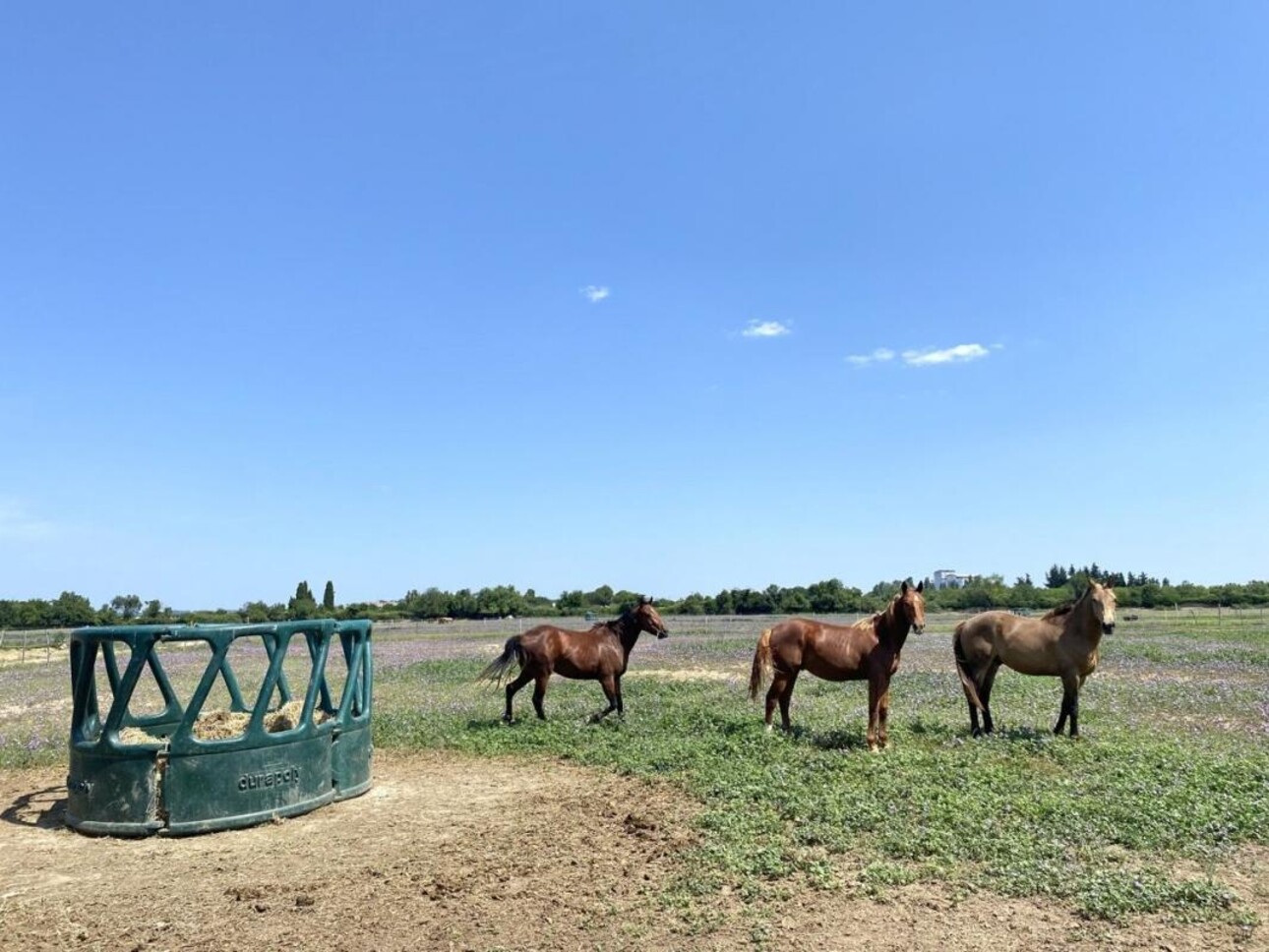 Photos 15 - Equestrian - Propriété équestre de 15 HA à 20 MN de la mer - Aimargues