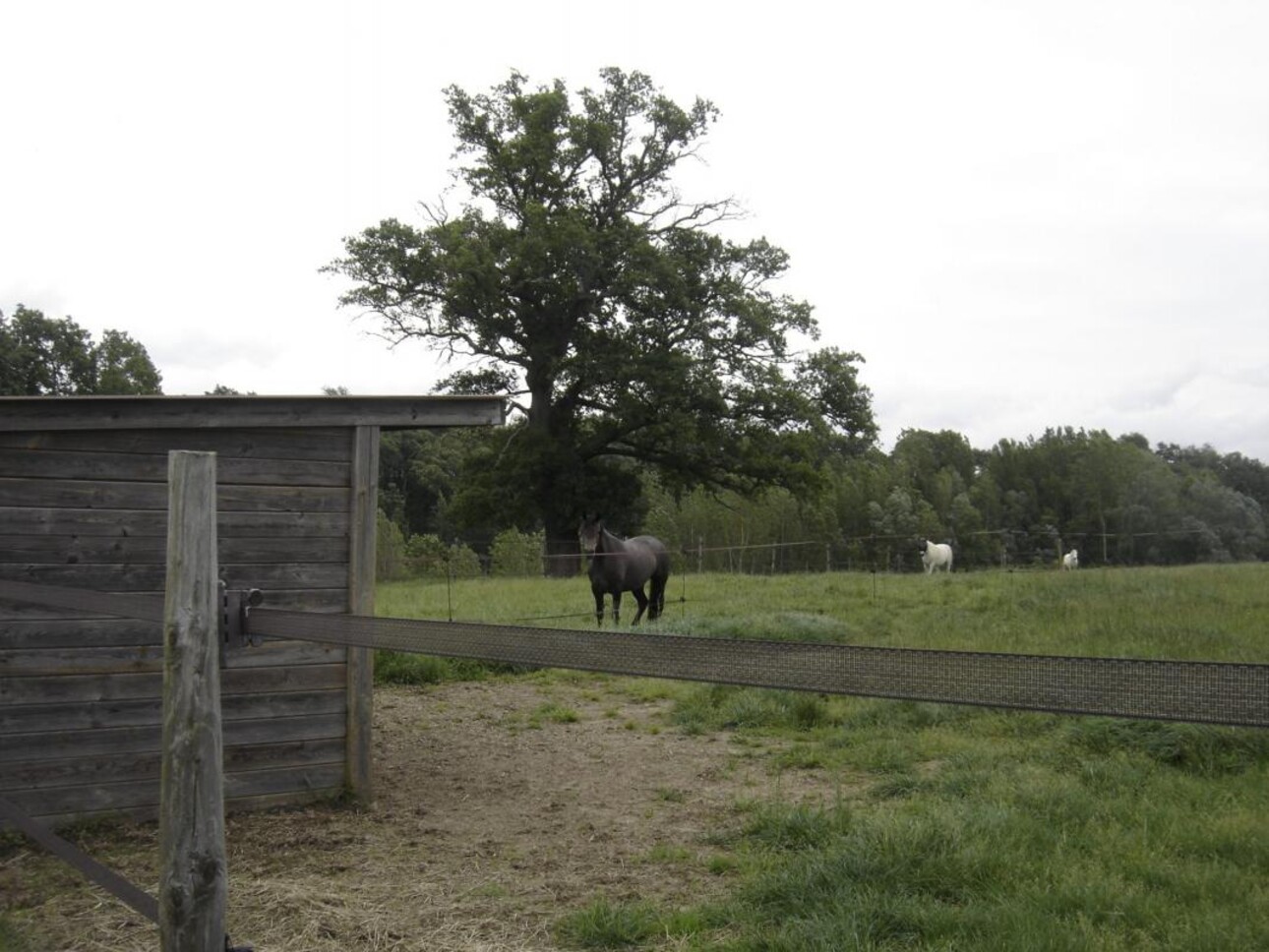 Photos 6 - Équestre - Belle et paisible propriété équestre sur 17 ha (31)