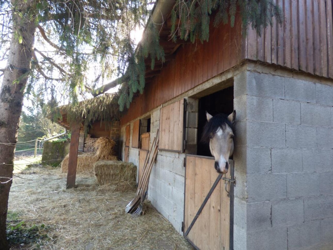 Photos 8 - Equestrian - Propriété équestre de 3ha - Secteur Chanas (26)