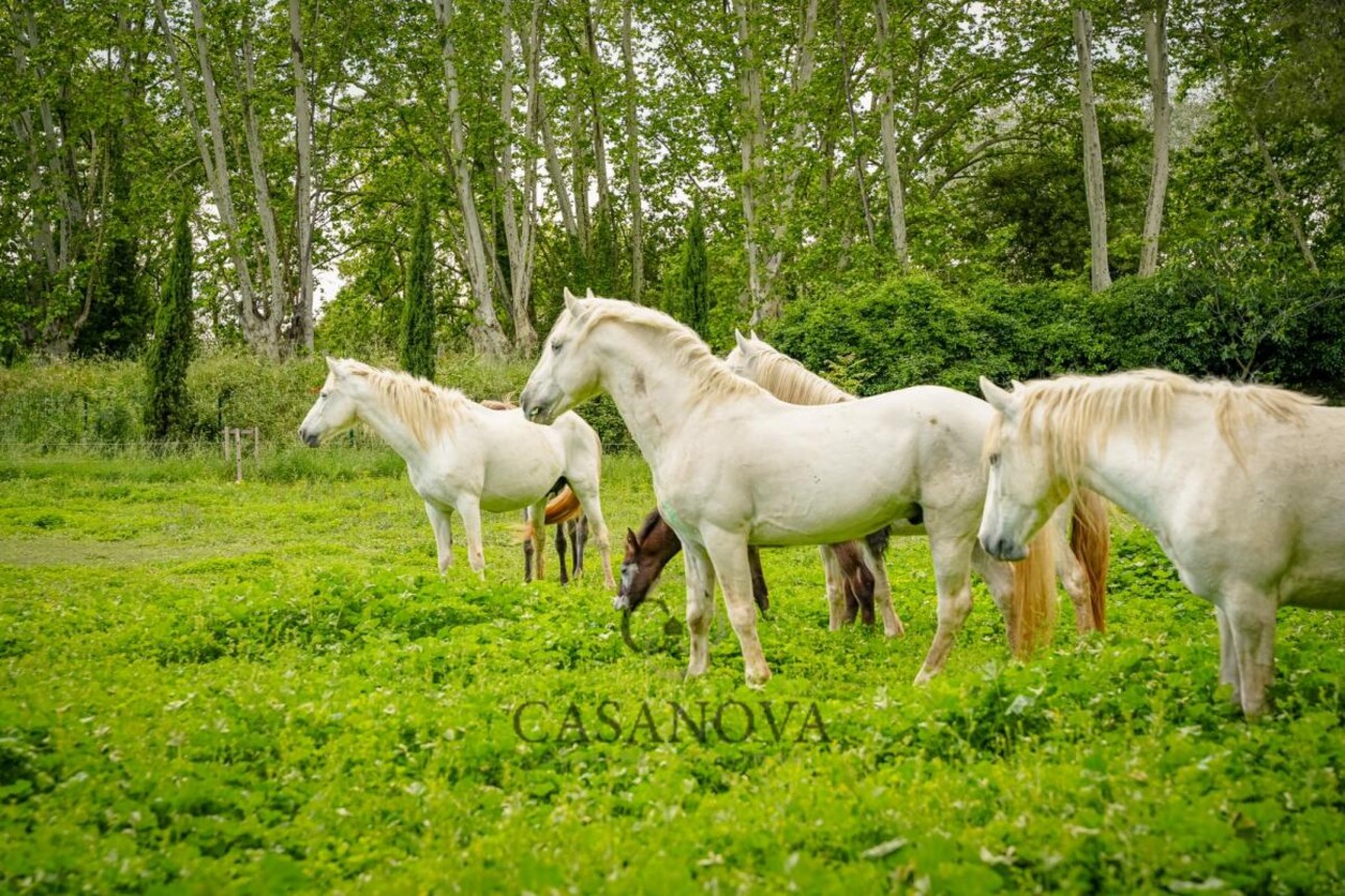 Photos 12 - Equestrian - Castle