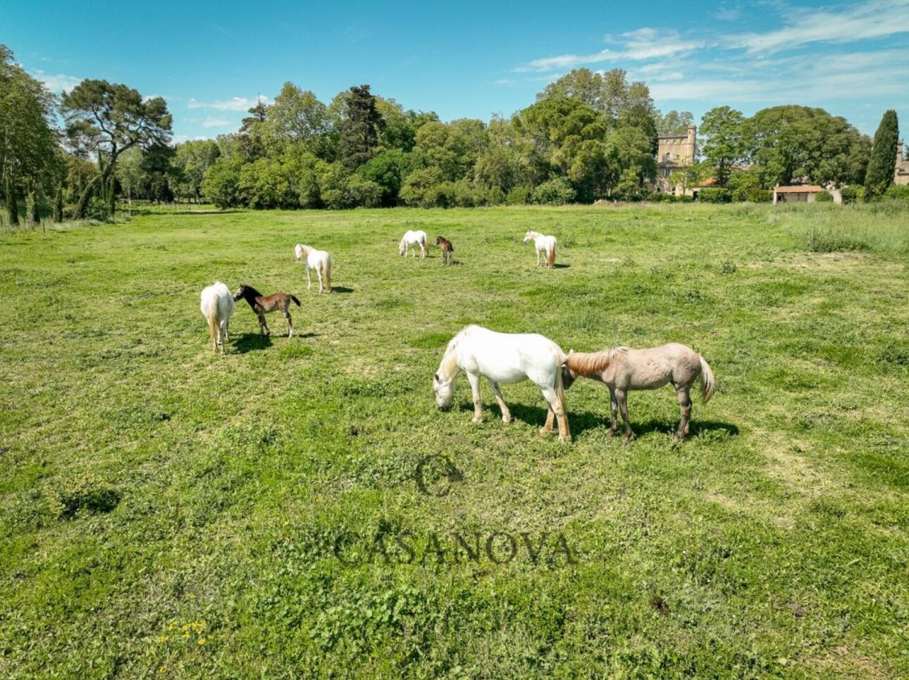 Photos 15 - Équestre - Château