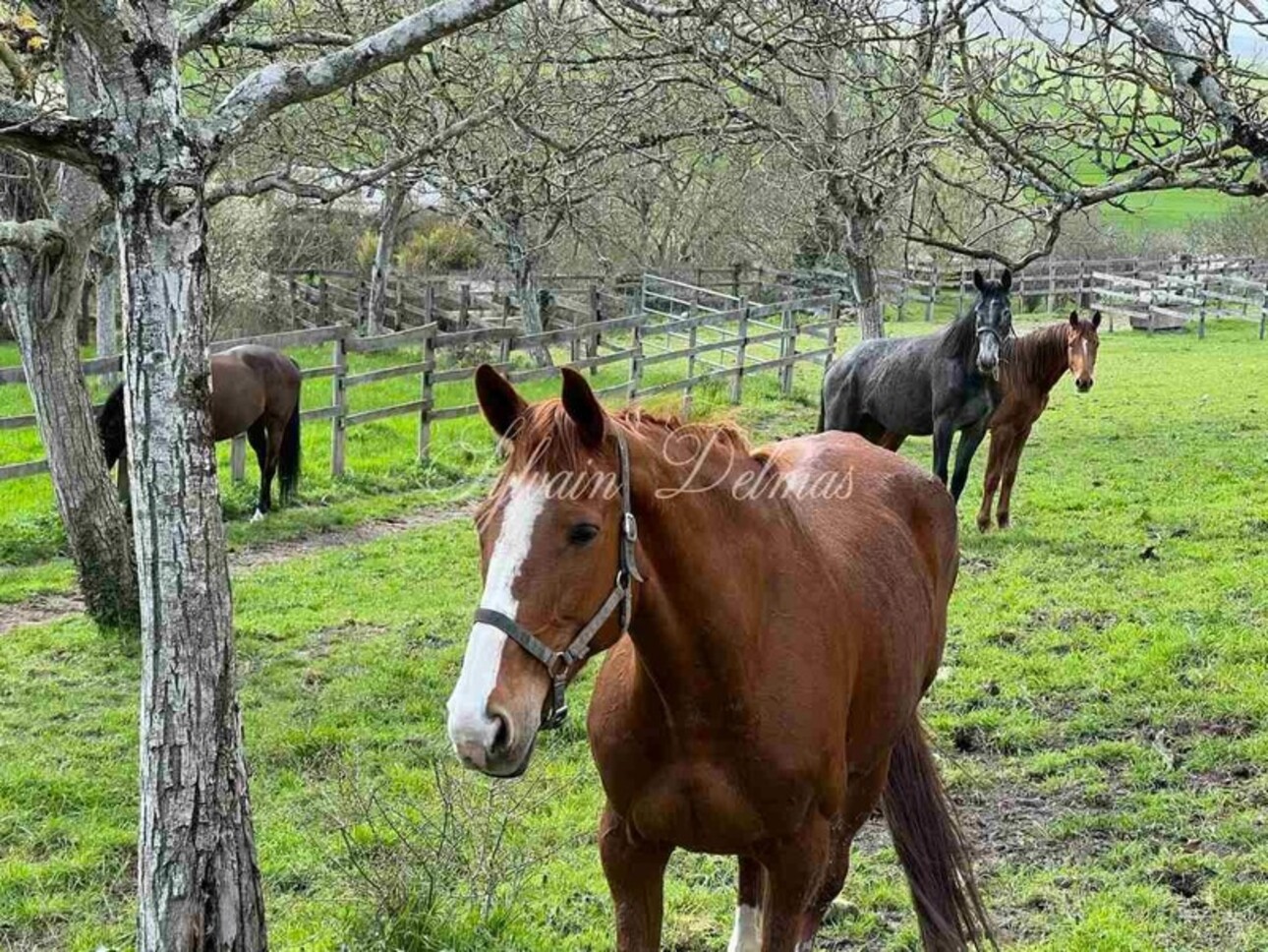 Photos 20 - Equestrian - Château du XIX° restauré sur un domaine de 25 hectares